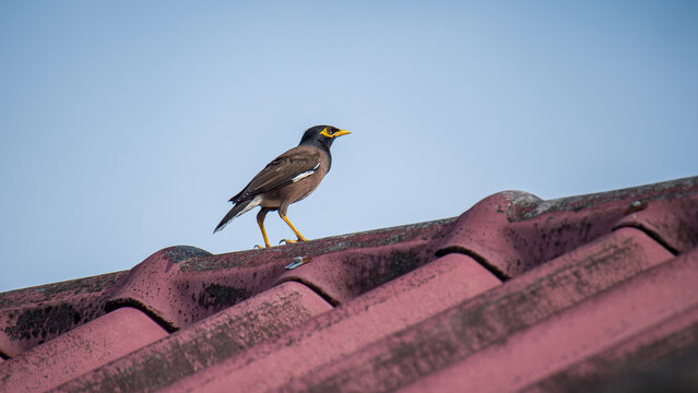 Common myna bird standing on red tile roof