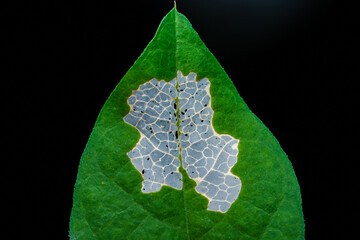 Green leaf showing insect damage skeletonizing natural decay