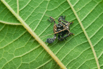 Spiky armor-like insect crawling on green leaf