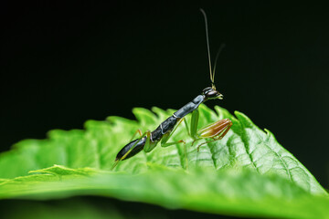 Black praying mantis ant mimic on green leaf