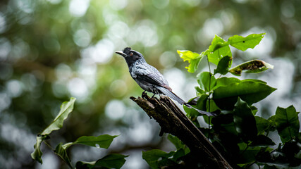 Black drongo bird perching on tree branch in forest