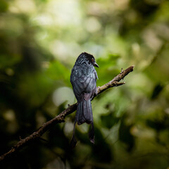 Drongo bird perched on branch in forest