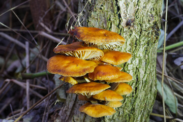 Flammulina velutipes mushroom cap