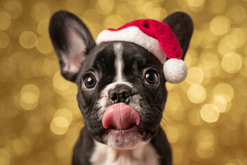 French Bulldog puppy wearing Santa hat licking nose