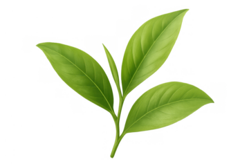 Fresh green tea leaves sprig, illustrating a natural organic plant used for healthy herbal beverages and a calming drink