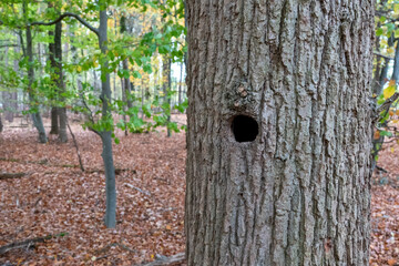 A close-up view of a tree trunk with a distinct hole, possibly a nesting spot, set against a backdrop of an autumn forest scene.