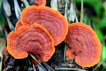 Bright orange mushrooms on a rotten tree trunk (Pycnoporus sanguineus)