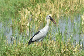 bird image download, HD image wallpaper download