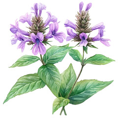 watercolor vector of Monarda Flower, isolated on a white background.