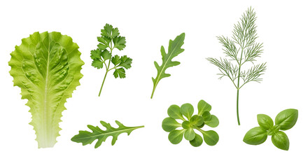 Collection of fresh green herbs and leafy vegetables including lettuce, parsley, arugula, dill, and basil isolated on transparent background