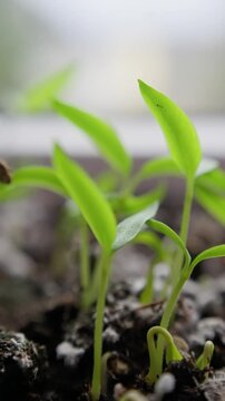 young plants emerging from earth, green shoots emerging from soil with gentle window illumination, vivid young sprouts sprouting from moist soil under soft natural light in home garden