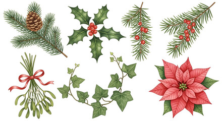 Christmas plants and berries set, isolated on transparent background