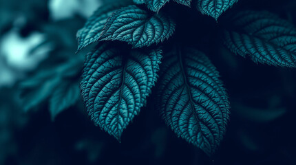 Deep Teal Leaves Closeup  Botanical Plant Texture background