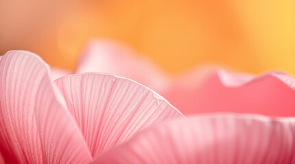 Pink Flower Petals Macro Delicate Nature Bloom background