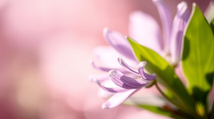 Delicate Lavender Flower Bloom with Soft Pink Bokeh Background in Nature background