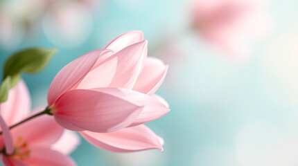 Delicate Pink Flower Blossom with Soft Focus Serene Pastel Floral Background Natures Tranquil Beauty for Spring and Botanical Themes background