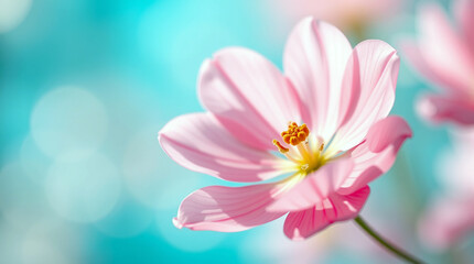 Vibrant Pink Flower Bloom on Bright Turquoise Bokeh Backdrop Delicate Spring Nature Blossom Closeup background