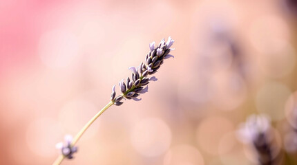 CloseUp of Lavender Flower Spike with Dreamy Bokeh Background in Soft Pink and Purple Tones Natures Beauty Floral Bloom Summer Garden Serenity background