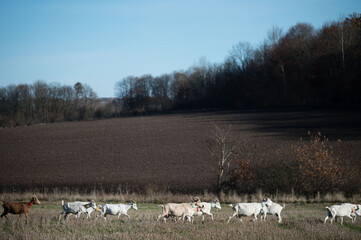 Herd of goats gracefully moving across an open field with tree line in the backdrop under a clear blue sky during late autumn afternoon