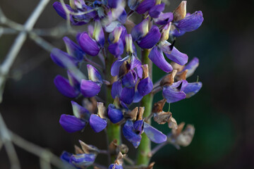 Lupine flower close-up
