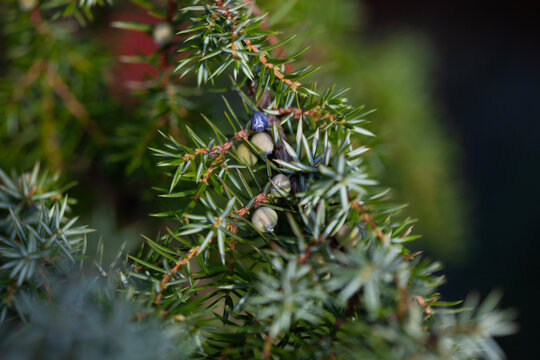 Juniper branch with berries - Powered by Adobe