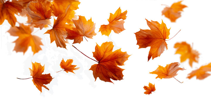 Autumn leaves falling gently against a clean white background in a gentle breeze
