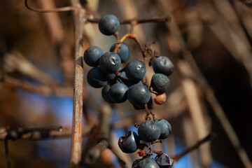 Wild grapes on vine in autumn