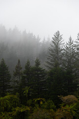 Beautiful view of layers of tree on a foggy day.