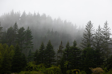 Beautiful view of layers of tree on a foggy day.