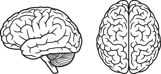 Detailed illustration of the human brain from side and front perspectives
