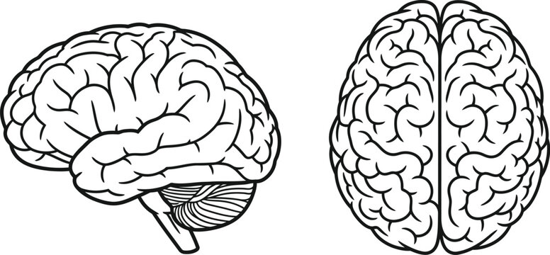 Detailed illustration of the human brain from side and front perspectives