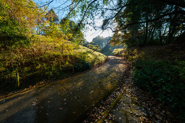 ドライブ途中の公園で見つけた初冬のドラマチックな光景