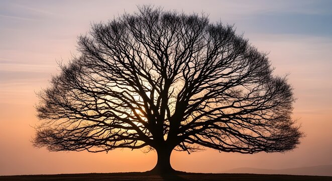 A majestic silhouette of a lone tree against the backdrop of a stunning sunset sky