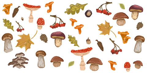 set of different mushrooms, mushrooms