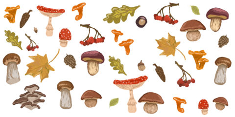 set of different mushrooms, mushrooms