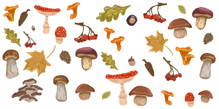 set of different mushrooms, mushrooms