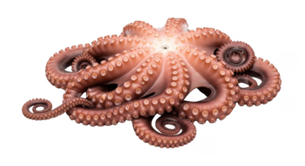 A detailed illustration of a common octopus with its tentacles and suckers spread out, isolated as a high-quality marine life png file