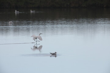 Loire-Atlantique, France - November 18, 2025. An egret is flying at the surface of the water of the salt marshes. 