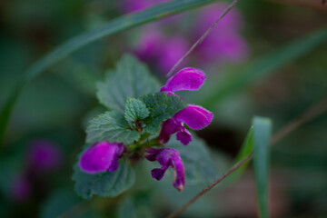 Pink dead-nettle buds (Lamium) in autumn forest understory