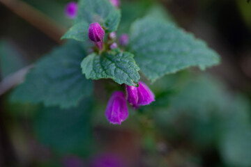 Pink dead-nettle buds (Lamium) in autumn forest understory