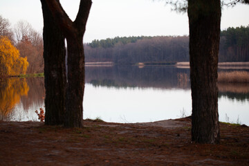 Autumn lakeshore framed by pine trees