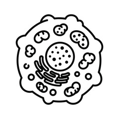 Illustration of an animal cell structure, isolated on