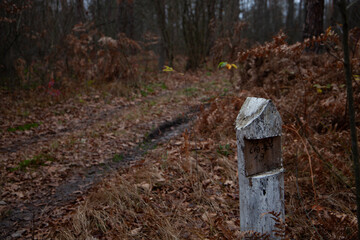 Weathered wooden marker in autumn forest