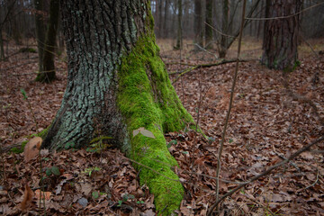 Moss-covered tree base in autumn forest