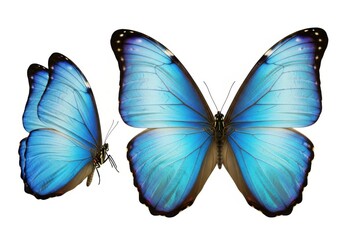 Obraz premium Two vibrant blue morpho butterflies with iridescent wings