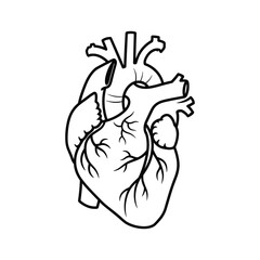 Outline icon of human heart isolated on anatomical organ symbol for medical design