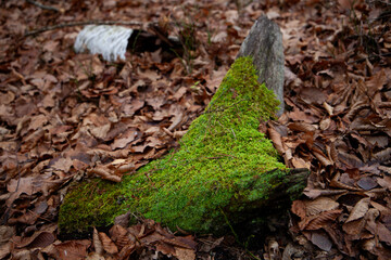 Moss-covered tree stumps in autumn forest