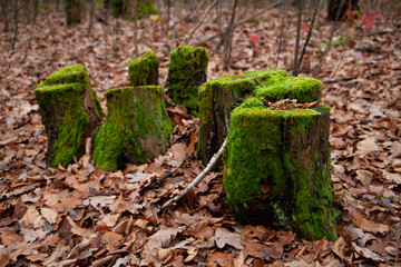 Moss-covered tree stumps in autumn forest