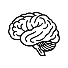 Human brain anatomy isolated on, a symbol of intelligence and cognitive function