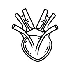 Anatomical illustration of a human heart isolated on, showcasing its chambers, valves, and major blood vessels